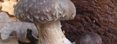fungo shiitake biologico