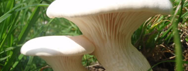 fungo cardoncello biologico